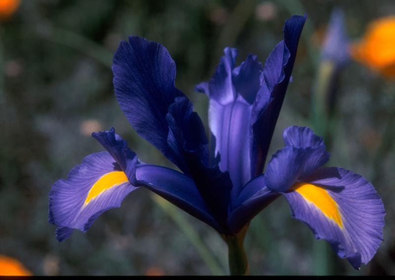 Blue Iris  1
