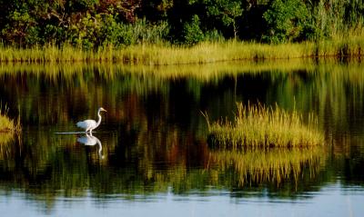 Egret 1