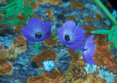 Blue Wildflowers - Pinnacles National Monument
