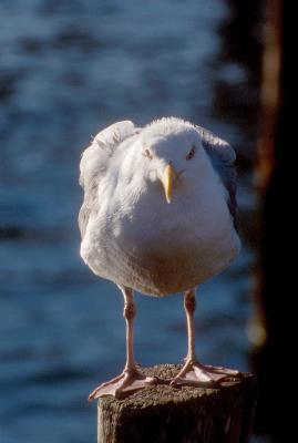 Here's Looking at You!