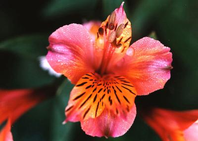 Peruvian Lily (Alstroemeria)