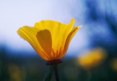 Poppy Silhouette