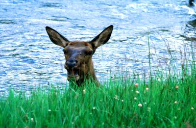 Surprise!  (Yellowstone Elk)