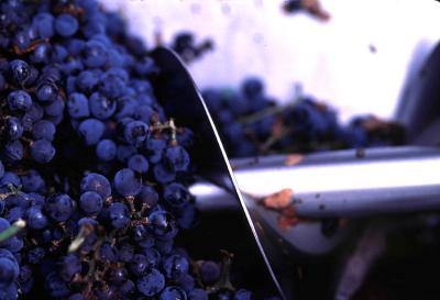  Pinot Noir Grapes at Johnsons Winery