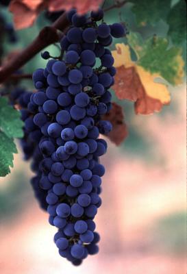 Pinot Noir Grapes