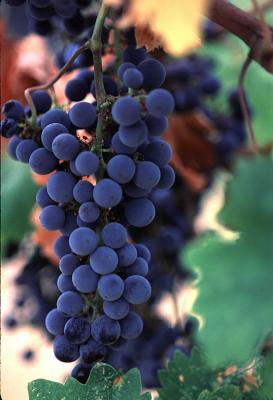 Pinot Noir Grapes