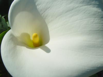 Calla Lilly 4