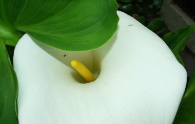 Calla Lilly 6