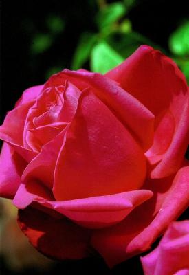 Real Red Rose