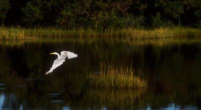 Egret in Flight - Salt Pond