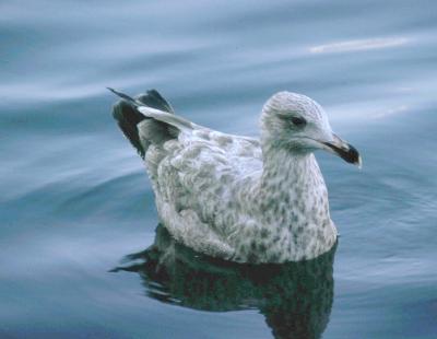 Seagull