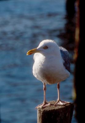 Seagull