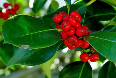 Holly Berries - not Hallie Berry's