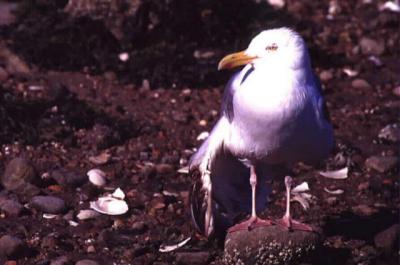 Wounded Gull