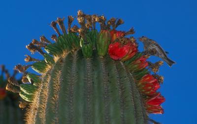 Suguaro Cactus