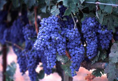 Napa Valley Grapes - Ready for Harvest
