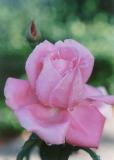 Pink Rose 2