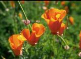 Orange Poppies