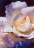 White Rose 4
