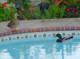 Mallards on Vacation