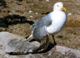 Wounded Gull