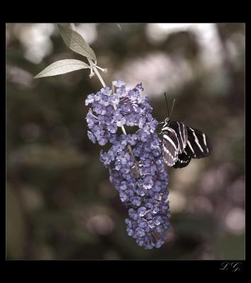 ...zebra butterfly...