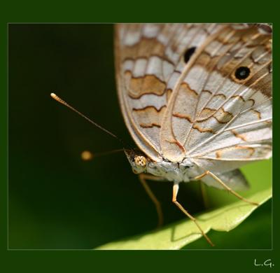 ...garden friend...