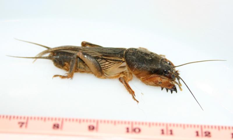 mole cricket