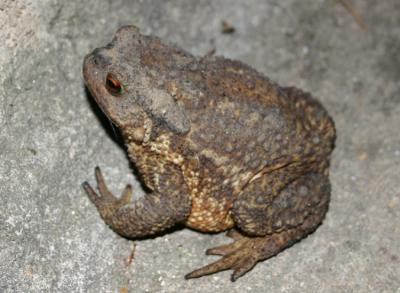 Mr Toad