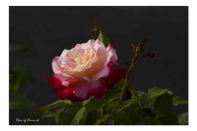 Rose of Fenwick