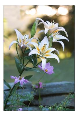 Lillies Surrender