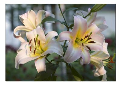 Lily2