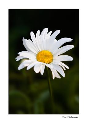 Daisy1.jpg