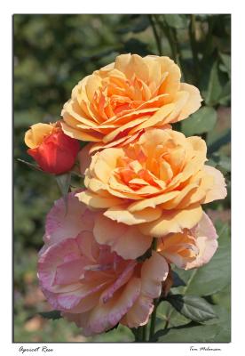 Apricot Rose