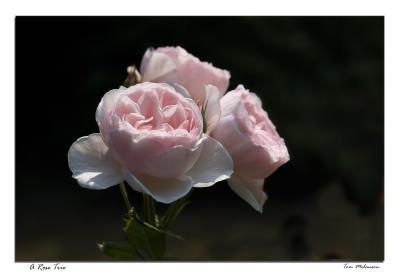 Rose-Trio.jpg