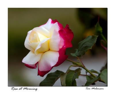 Rose-At-Morning.jpg