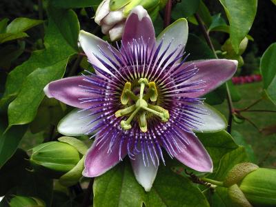 Passion Flower - Backyard