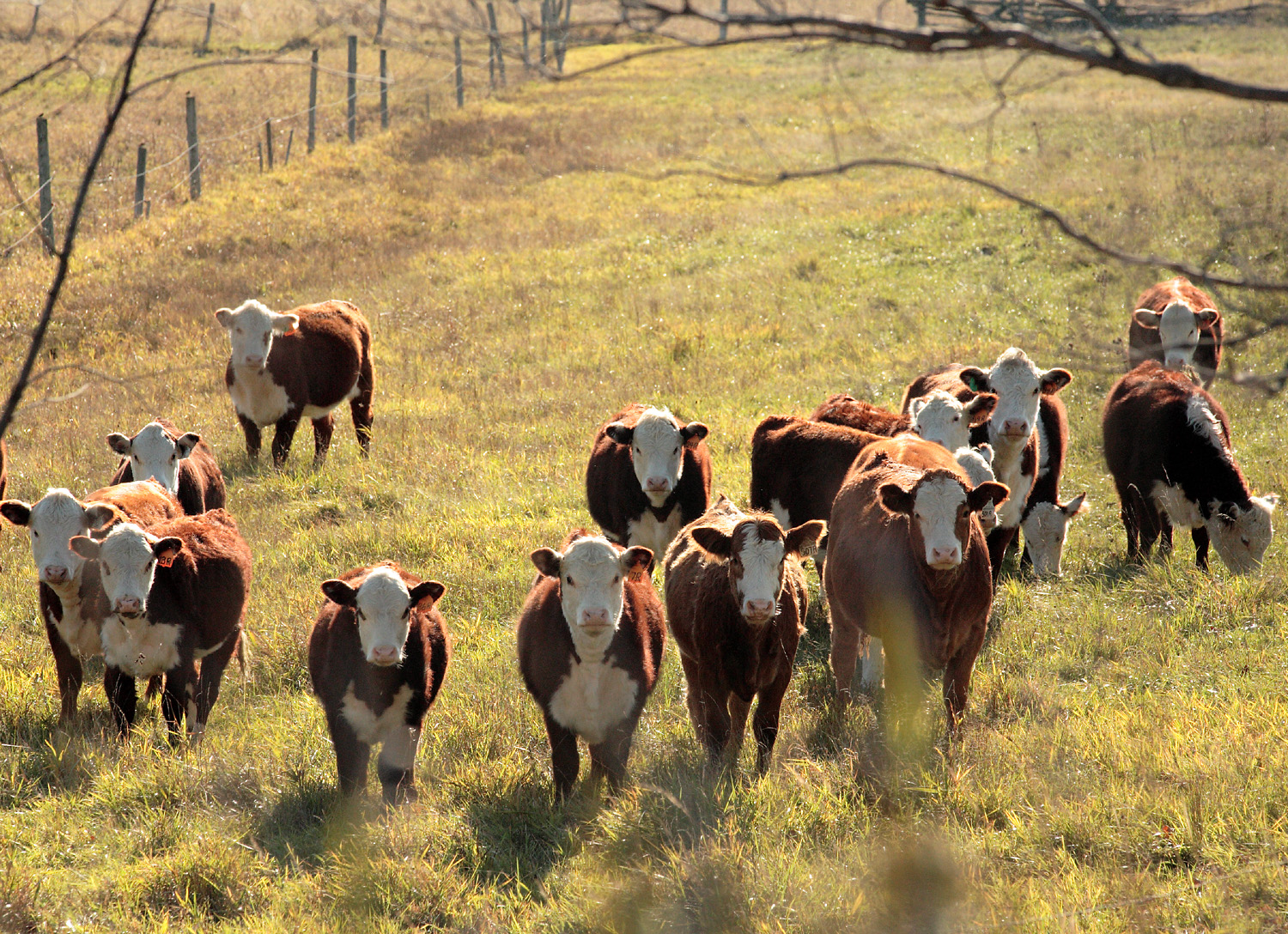Hereford cows