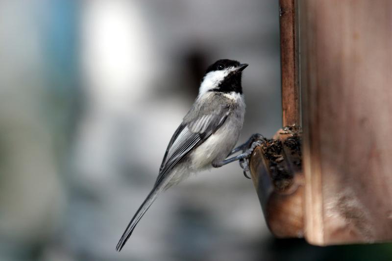 black-capped chickadee