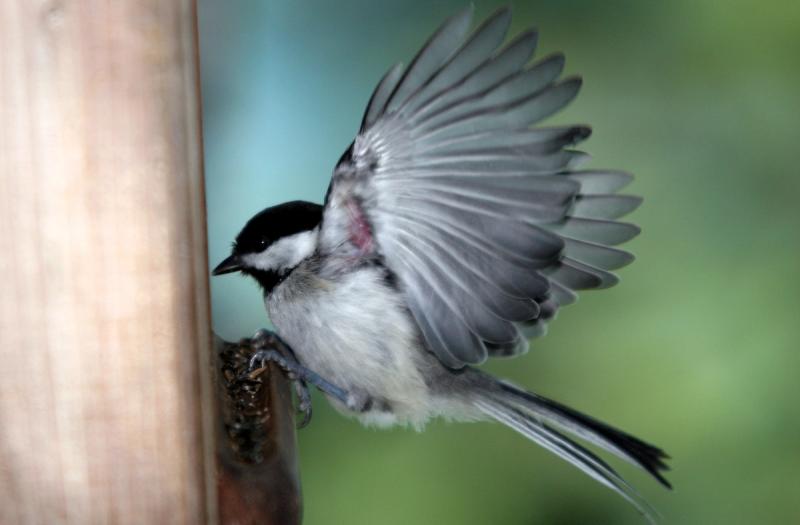 chickadee