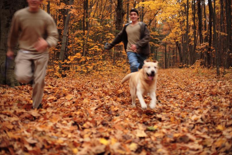 Fall Trail