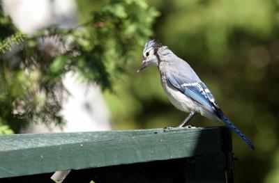 Blue Jay