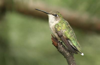 humming bird
