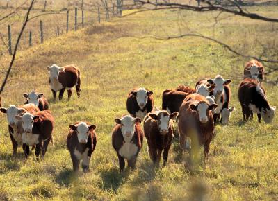 Hereford cows