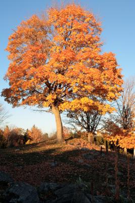 Sunset Maple