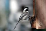 black-capped chickadee