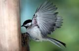 chickadee