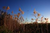 IMG_5329.jpg