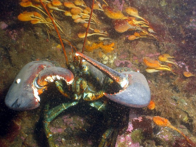 Nasty lobster - grrrrr!!!