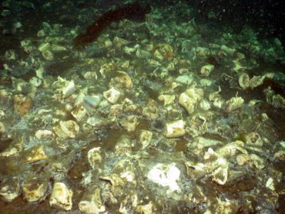 Whale Factory June 12 012.jpg